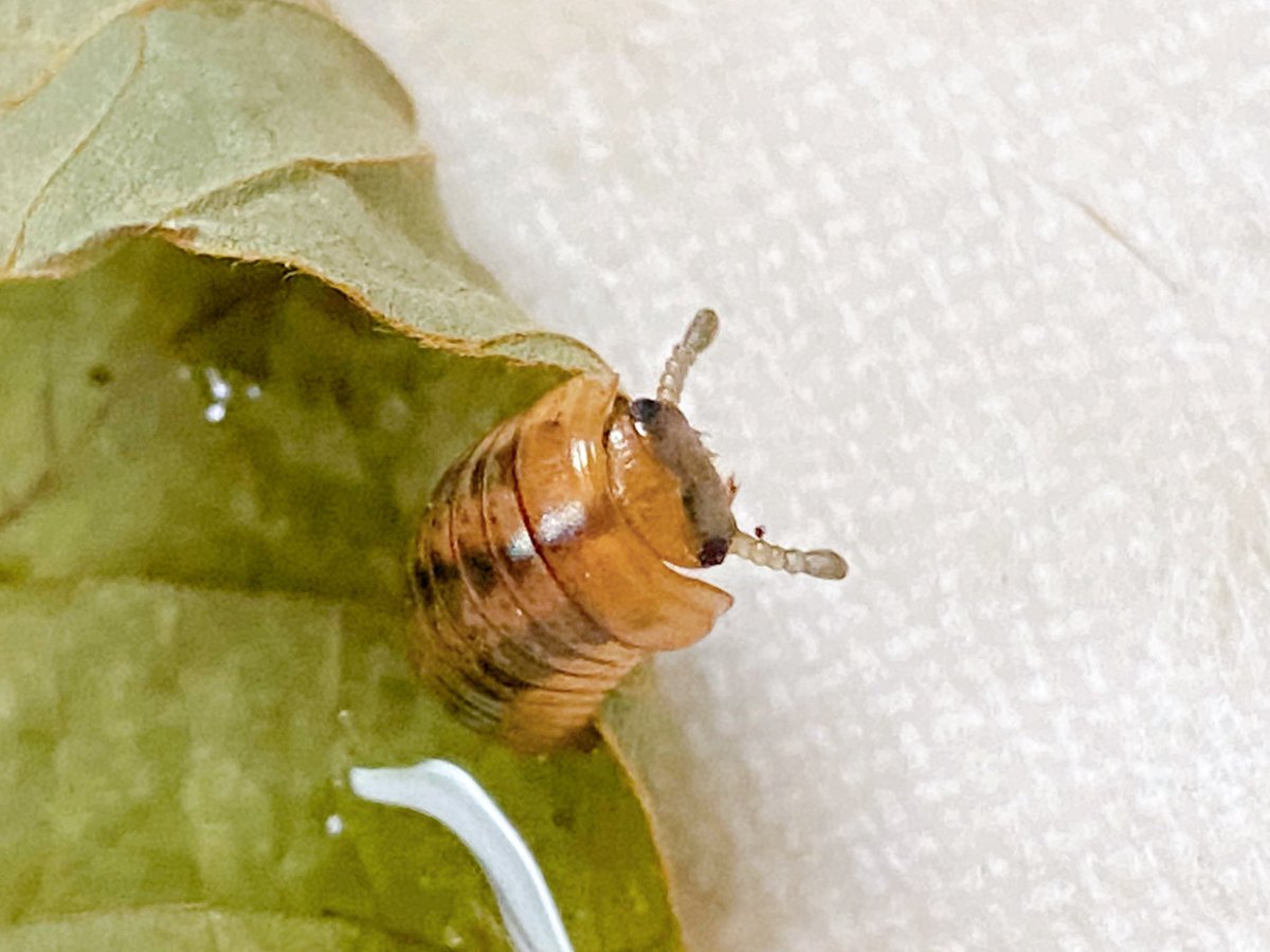 aisuke787☆九レプ on X aisuke787☆九レプ on X