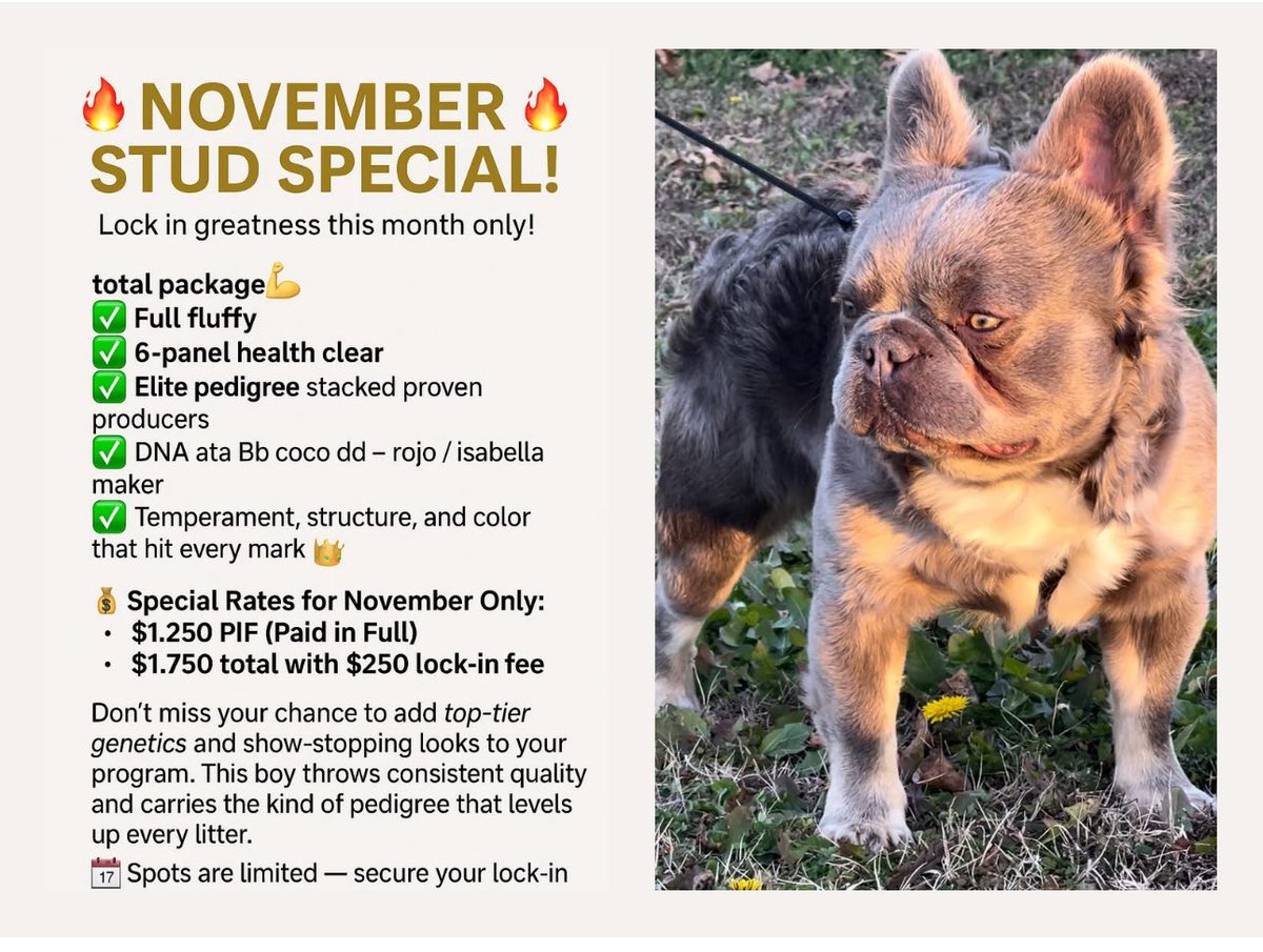 Texas_Frenchie_Farm_Austin tweet media
