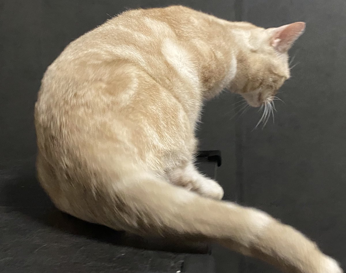 odake (@odakeno_o) on Twitter photo 