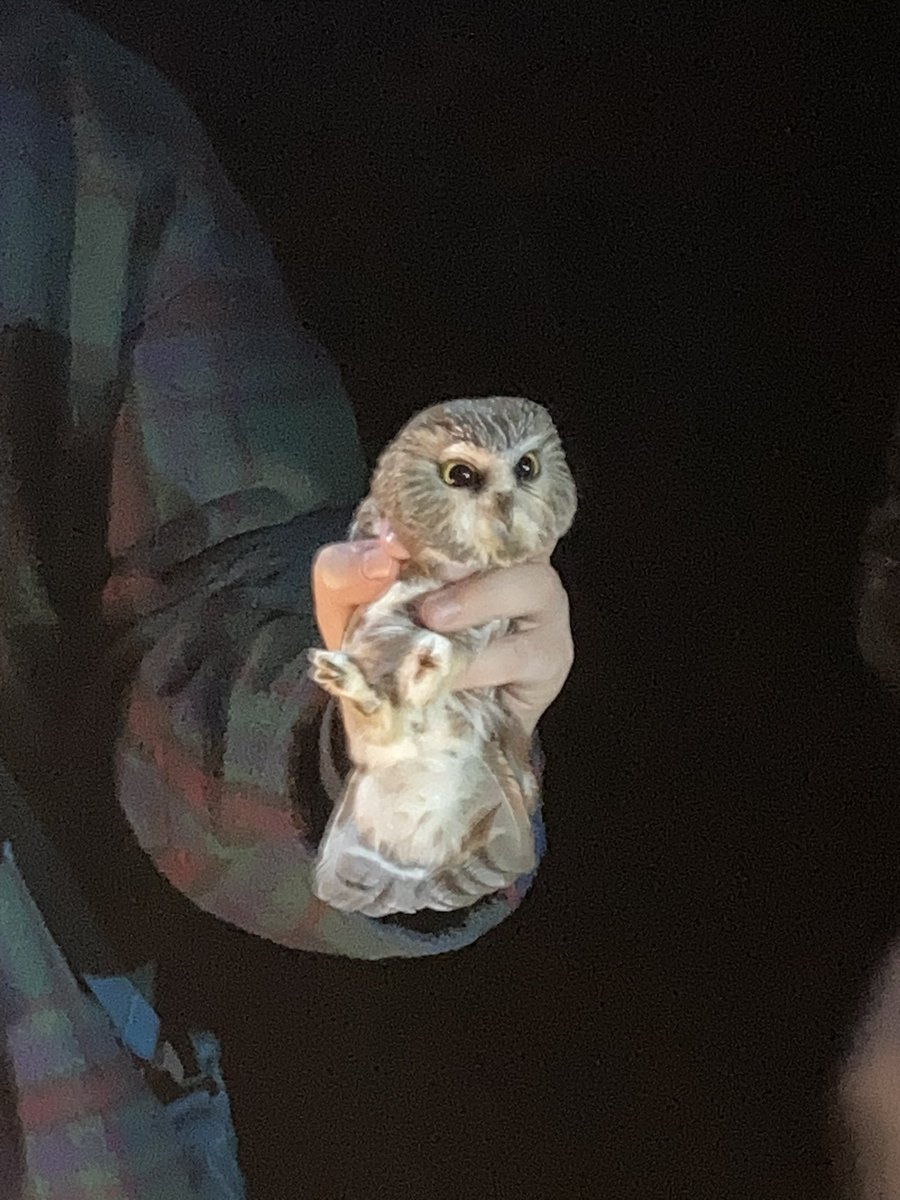 noises_whale's tweet photo. been up to my bird antics as of late (hello from the dead i know i have been MIA) https://t.co/HApEFKcgpJ