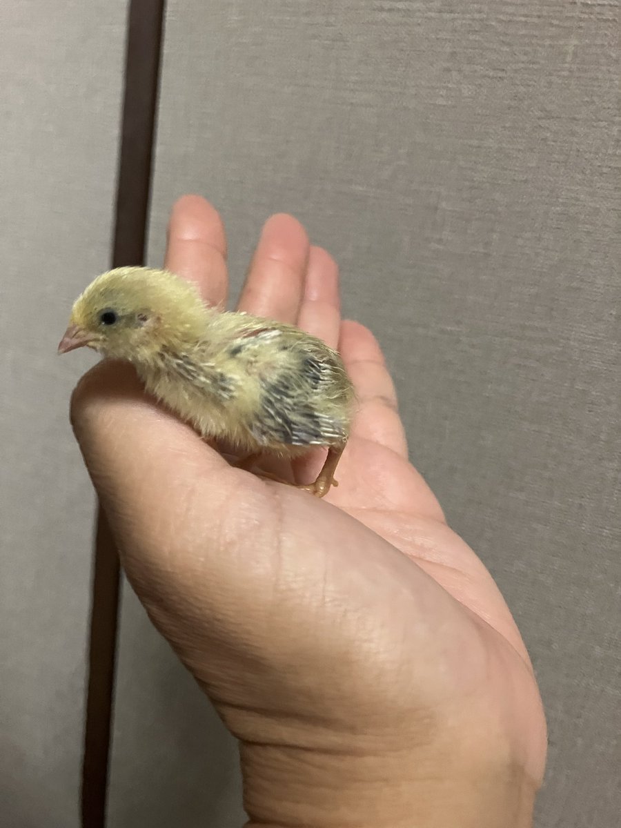 ❤︎821❤︎ページ adidas original ZX 'Strawberry Latte' Dressed in a Wonder