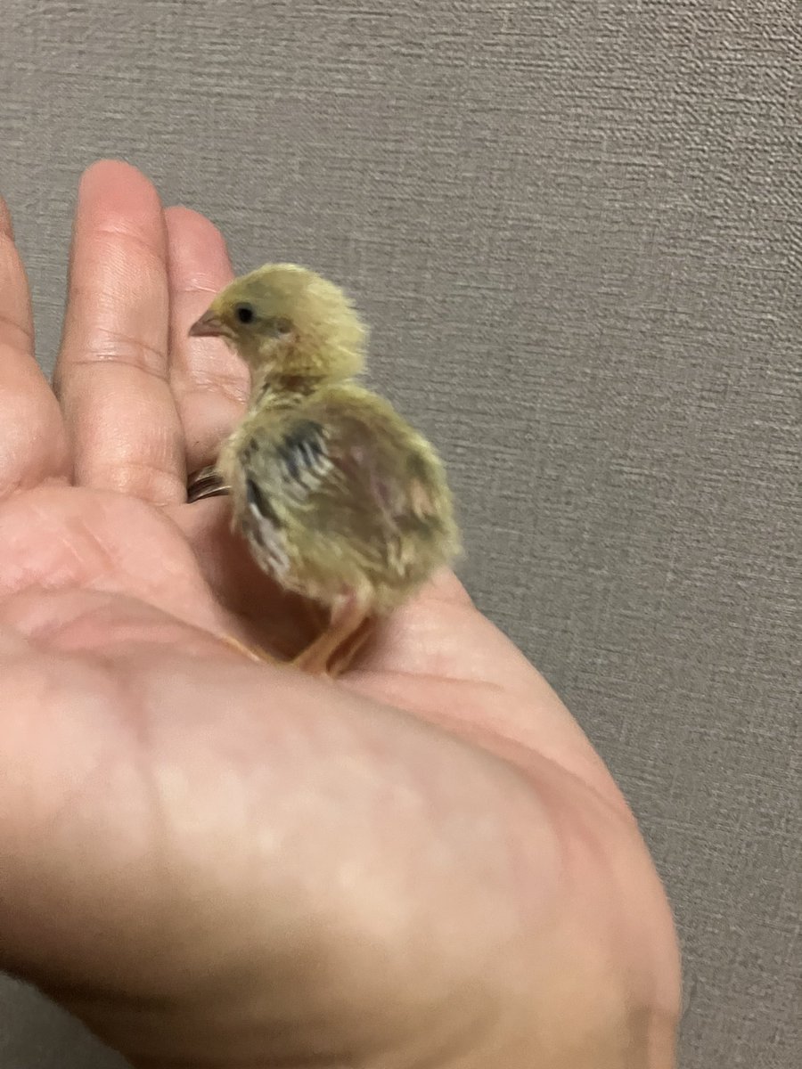 ポポチョロ🐦💨 (@1b4fc39ec9e04d3) / Posts / X