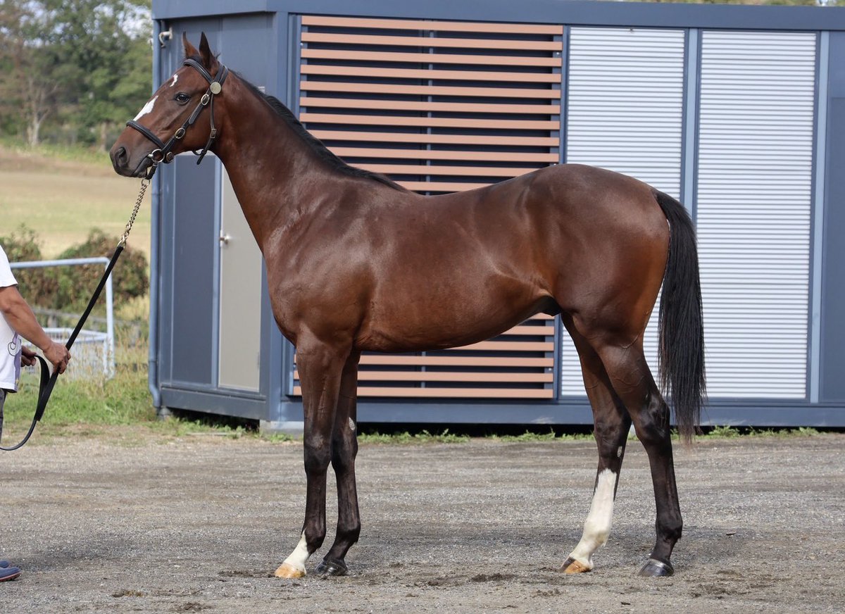 サイコデノツリダイスキ サイコデノツリダイスキ サイコデノツリダイスキ xikers JAPAN 1ST