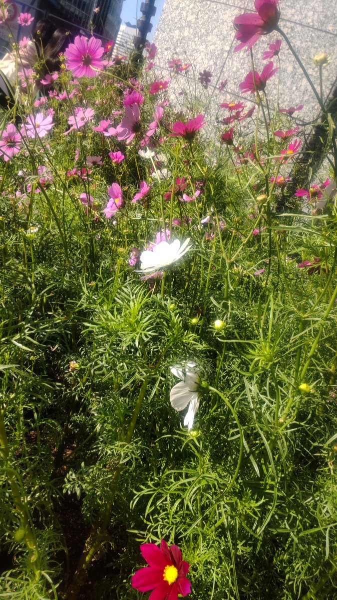 マス♡カヨ Stop Solenoid 8972091152 for Isuzu 4LE2 4LE2X Sumitomo Hitachi MV2