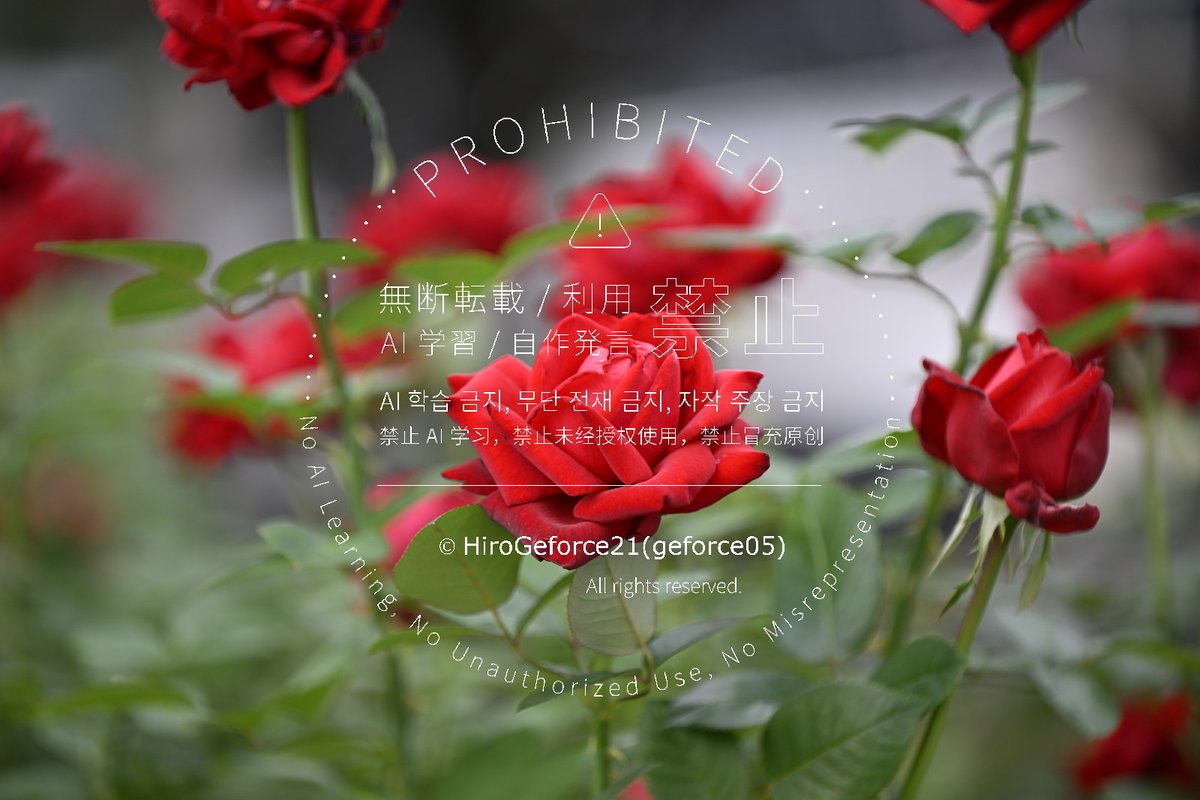 ローズ様 4960yndzwc_2309_i_01.jpg