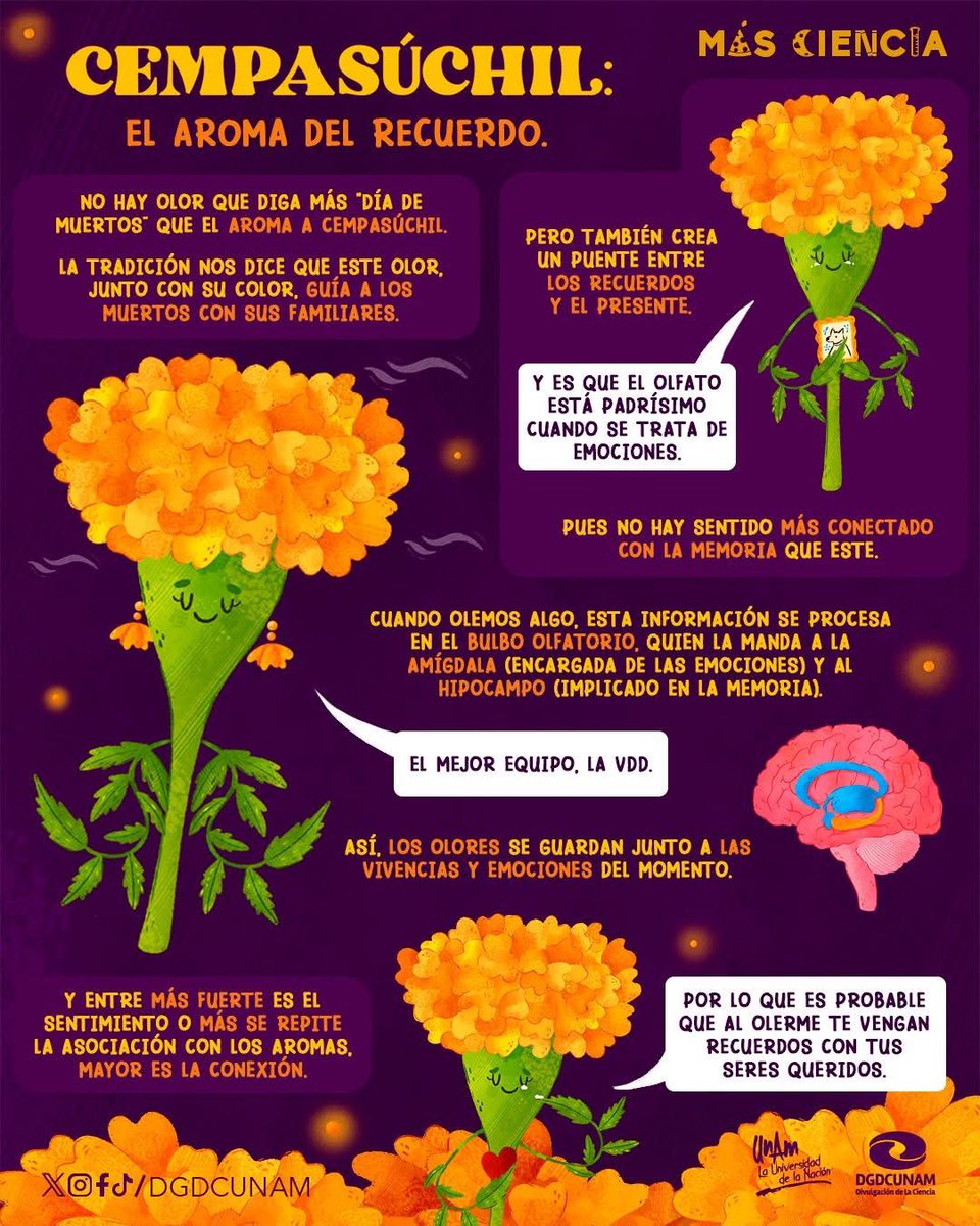 Flor de muerto (Cempasúchil)