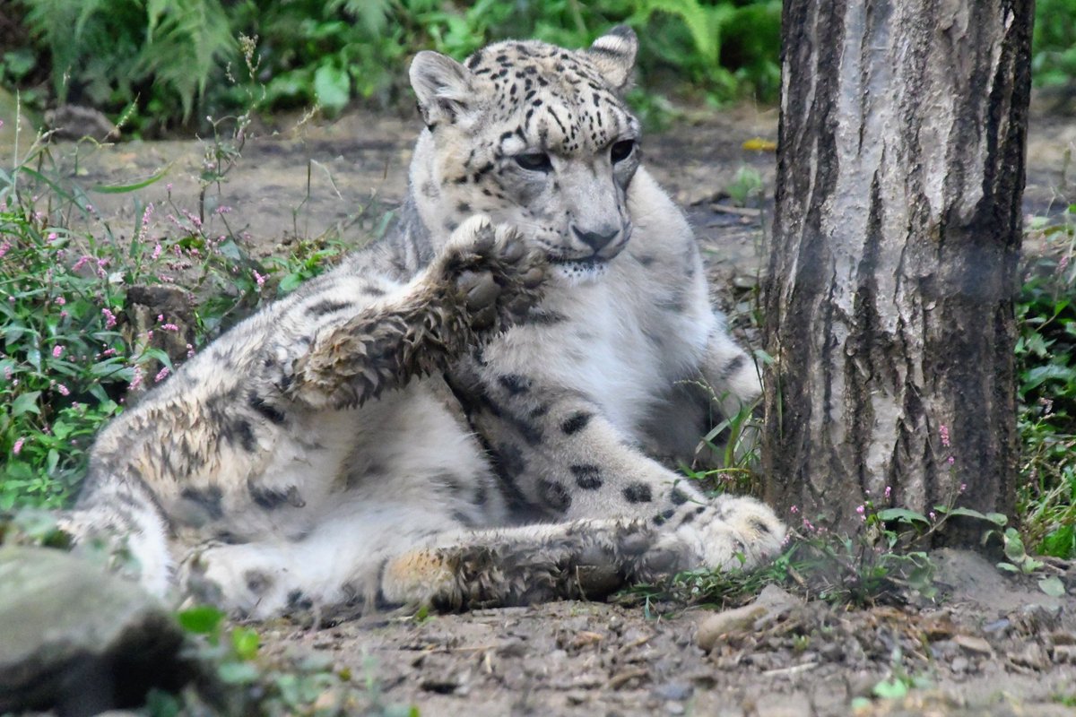 ユキ様　26日（木） ᴗ- 🌟 @kazuo_onodera @tadatomo0505 @miyukitoma20 tops @__