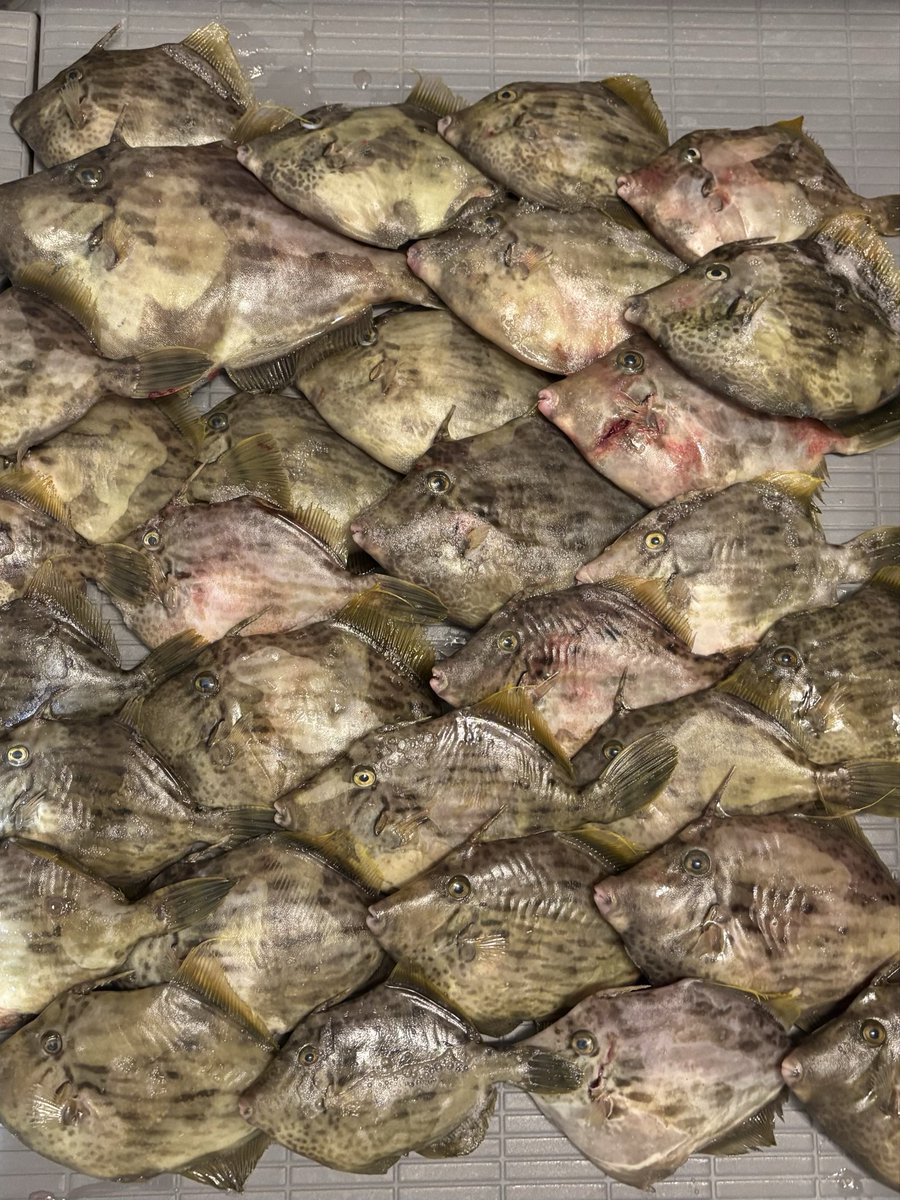 昨日念願だった人生初のカワハギ釣りへ
結果は31枚だった
チニングで使っているリールとラインはそのまま流用🉑
誘い方がチニングと通じる部分もあり、チニンガーがハマる理由がわかった🤣
#ダイワ
#アナリスター
#アルファス