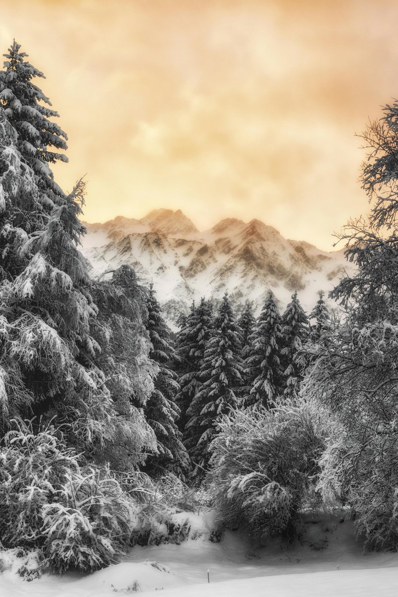 purenature_1's tweet image. Winter love 😍❄️ #snow #forest