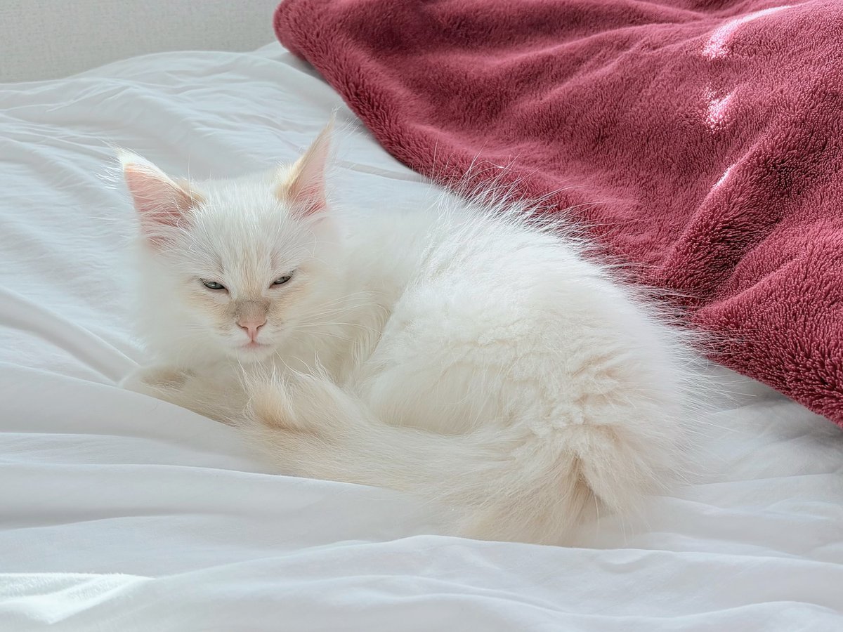 inuttm_disk's tweet image. お尻に💩をつけてしまったため、朝一お尻洗いを受けてしまったパヤ太郎