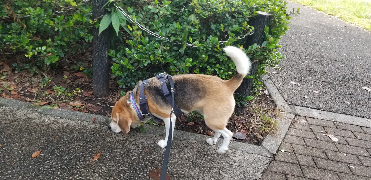遅かった😢
誰もいない。

やけにバルルーってヘリコプターがうるさいなって思ってたら今日は立川航空祭だ。