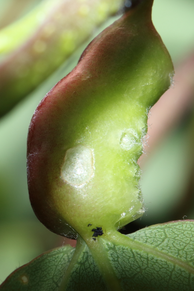 A #gall on Aspen from the locked down times of May 2020 on #HorsendenHill #Greenford #Ealing. I'm not good at gall ID what do people think. <a href="/britgalls/">British Plant Galls</a> <a href="/BritEntSoc/">BENHS</a> <a href="/amentsoc/">AES - amentsoc.org</a> <a href="/LNHSoc/">LNHS</a> <a href="/HorsendenFriend/">Friends Of The Hill</a> <a href="/FriHoHi/">❤Horsenden Hill</a>
