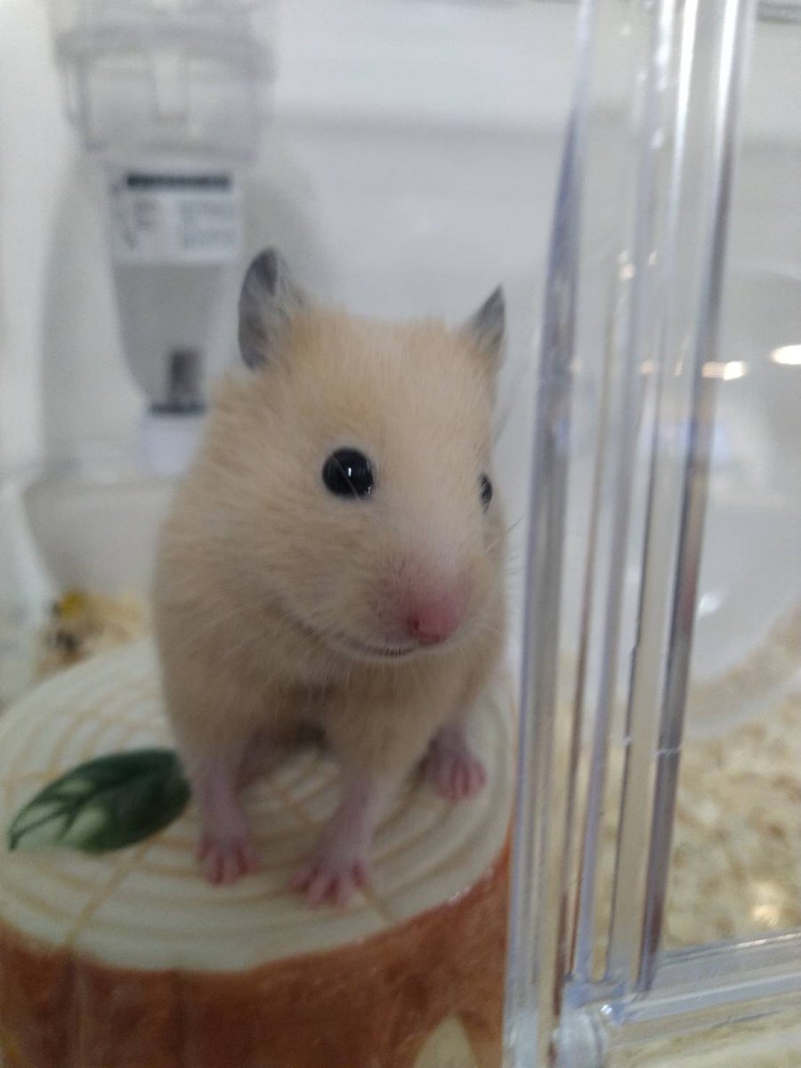 おはようつまようじ on X