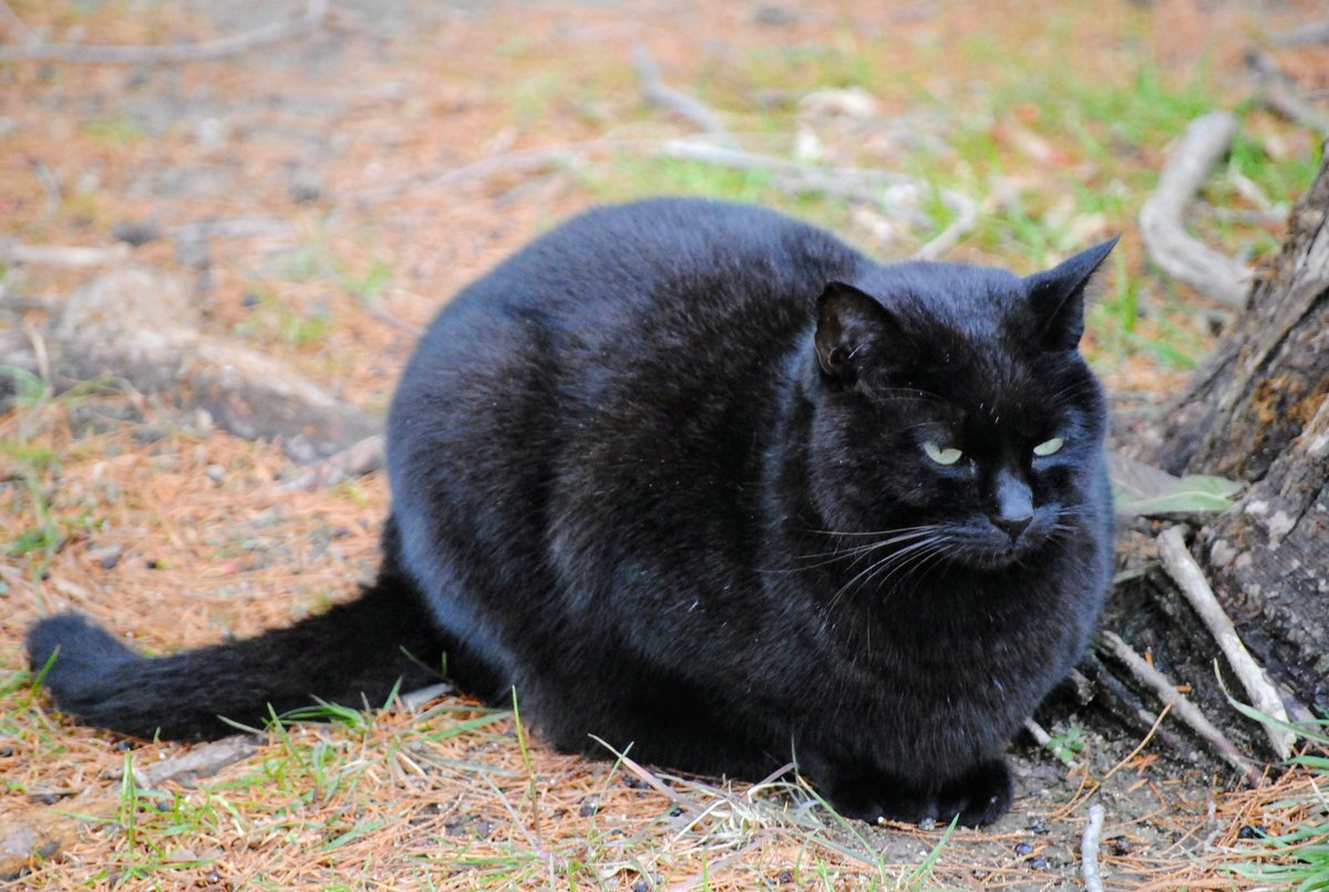 黒猫 プロフ5/25日～更新 黒猫同盟🐾🐈‍⬛🐾 on X