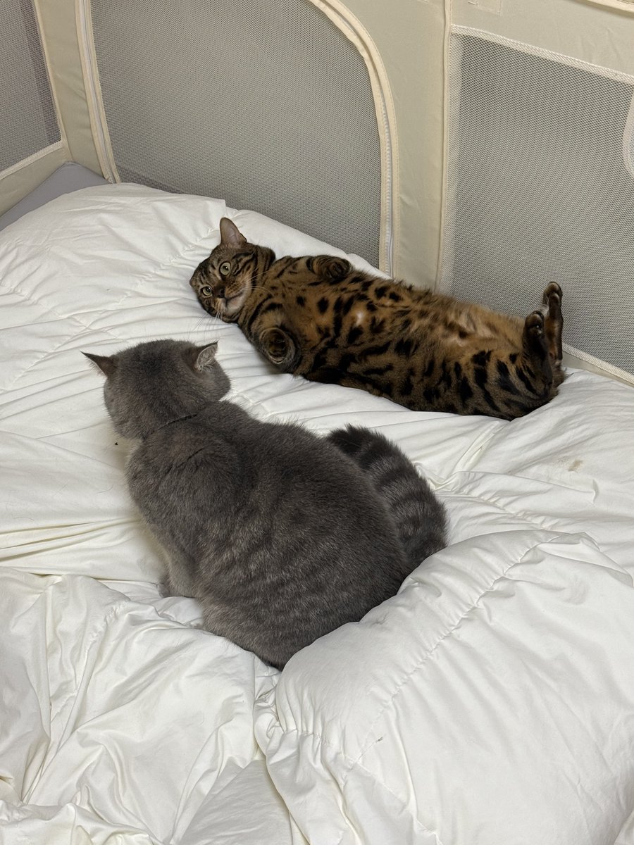 いわし先生 (@IWASHI_0723) / Posts / X