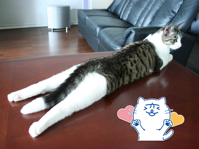 にゃん太ページ にゃぱねっと♂ on X