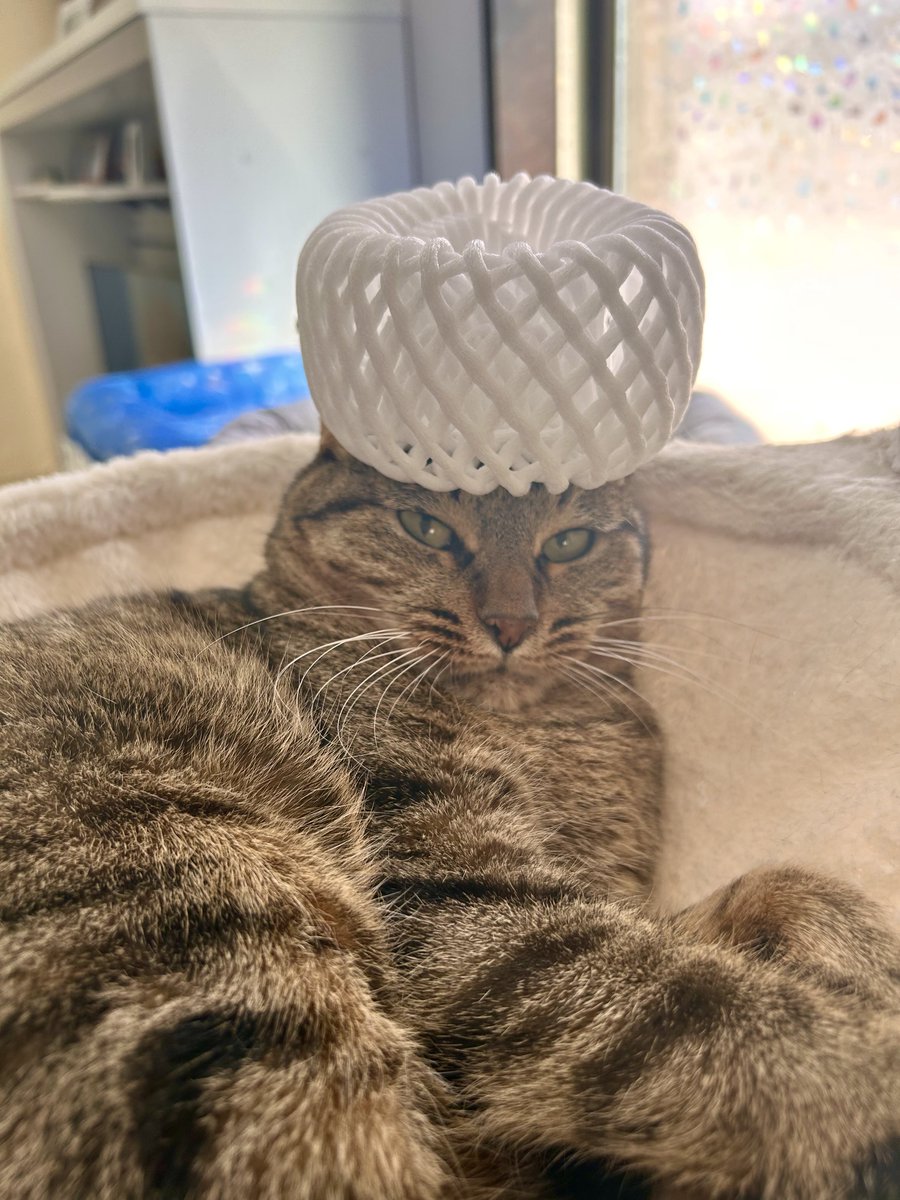 ねここ on X ねここ on X