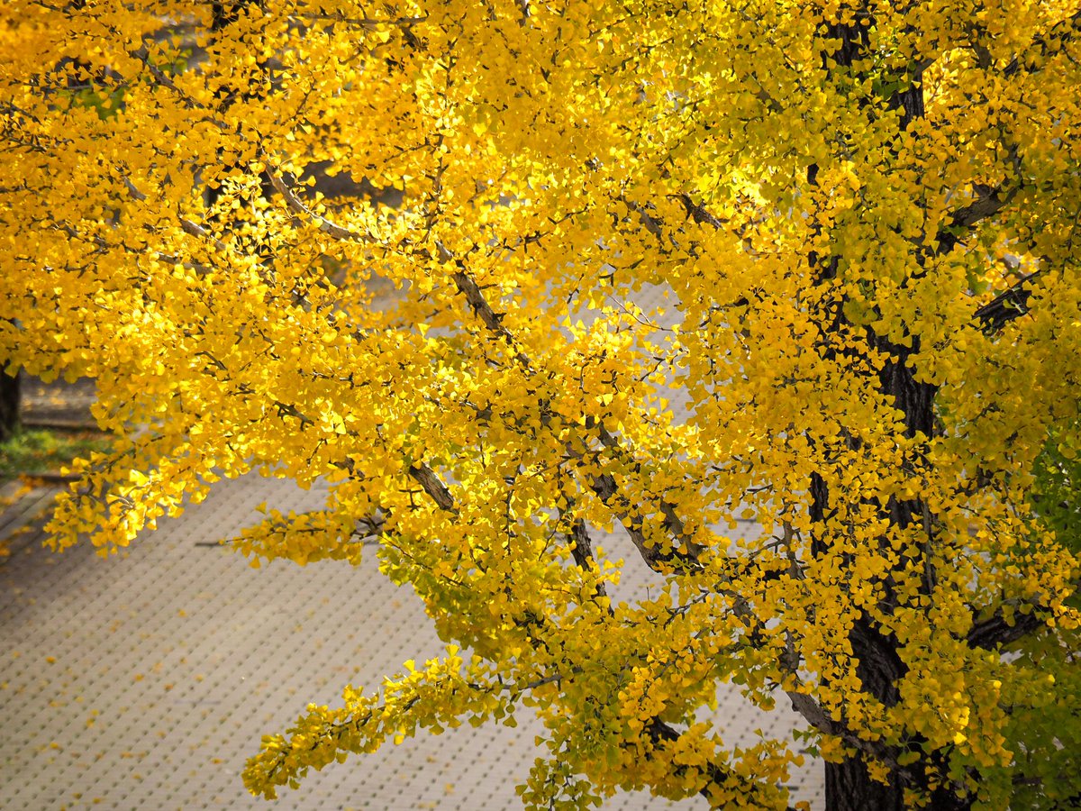 heart8255's tweet image. あづま総合運動公園の銀杏並木②
たくさんの人で賑わう並木道を
久しぶりにのんびりゆっくり
美しく色付いた銀杏を見ながら歩けました♪
今日も穏やかな日になりそうです
良い休日を♪
#ふくいま
#福島撮影隊 #空ネット
#ふくしま撮る旅