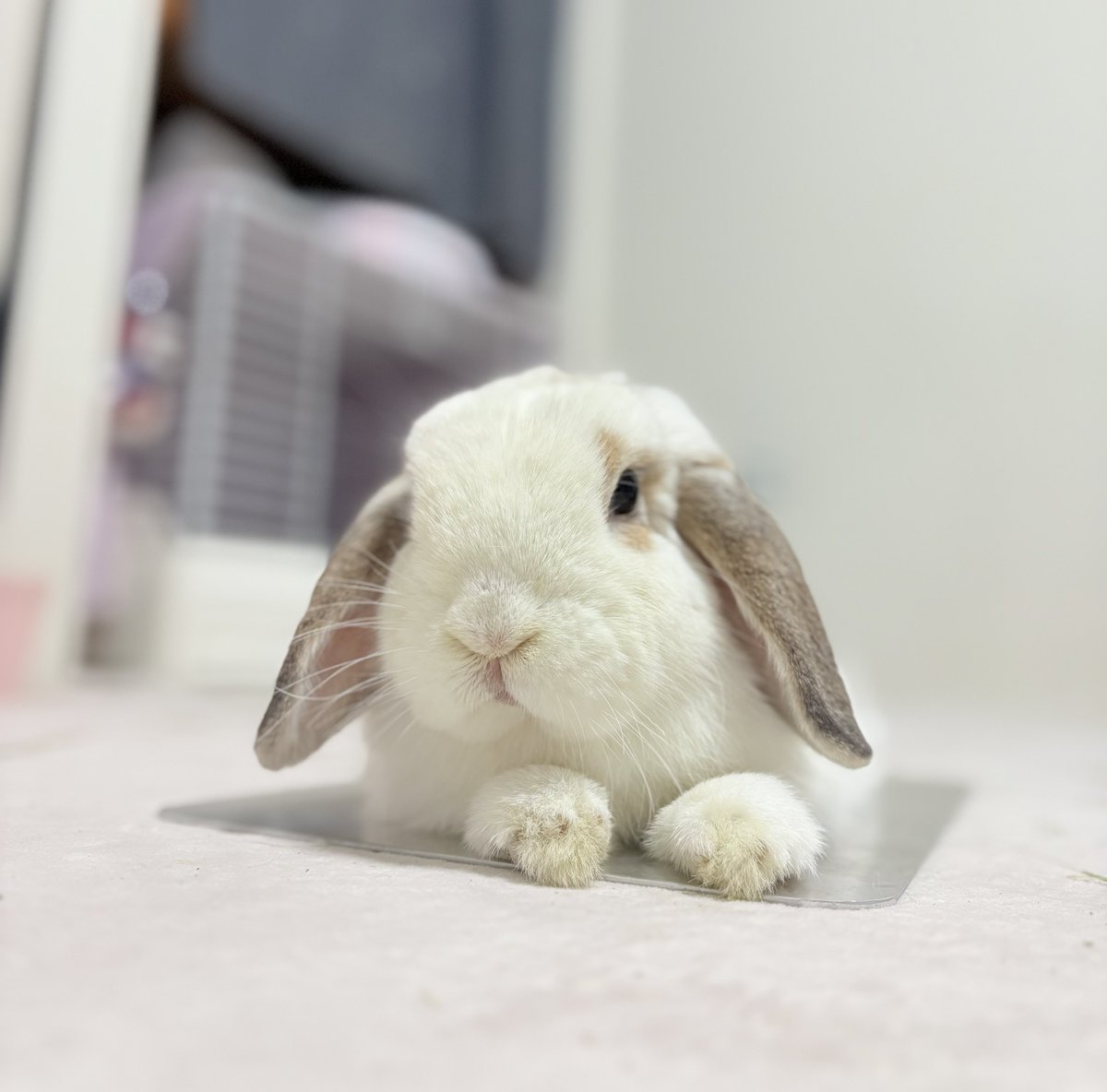 わたがしうさぎのめるち (@ito_usach) / Posts / X