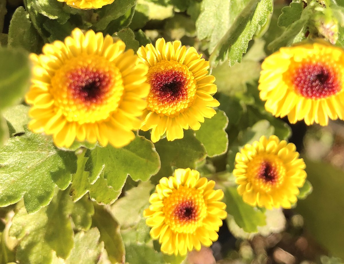 daikon_87's tweet image. おはようございます⛅️
今朝は14度と暖か
晴れたり曇ったり 忙しいお天気です
今の季節、カメムシが沢山いるので
洗濯物を取り込む時は
よーく、バサバサします😂
ミッキーマウスみたいな菊 可愛いな♪
皆さん 良い一日を🍎🍀🤗
#イマソラ #菊の季節
#空ネット