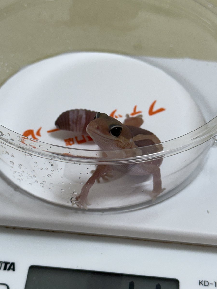 あさり様♡専用ページ あさり＠グッズ系アカウント on X