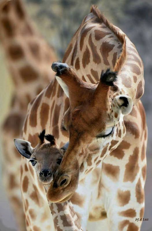كل انسان يبحث عن الحب .. الطفل يبحث عن الحنان , والمراهق يبحث عن الزمالة , والبالغ يبحث عن الزوجة , والعجوز يبحث عن الممرضة , وكلها أنواع من الحب .. ولا يمكن الاستغناء عن الحب أبدا. 💞🌿
- أنيس منصور