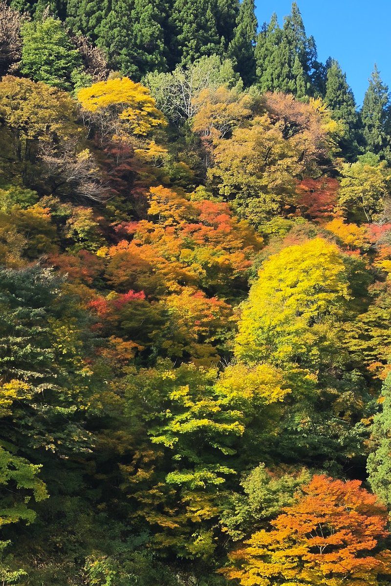 🌸.∘ のんちゃん 🐰*⋆ฺ on X 🌸.∘ のんちゃん 🐰*⋆ฺ on X