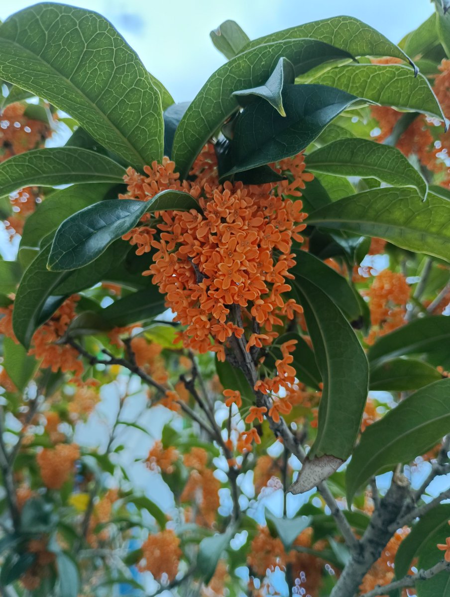 Ｘ(旧Twitter)界の皆様、おはようございます🌅
２０２５年１１月２日(日曜日🌞)です。
今日がお誕生日の皆様、おめでとうございます🎉
今日もいい一日にしていきましょう🍂
#花のある暮らし
#花のある風景