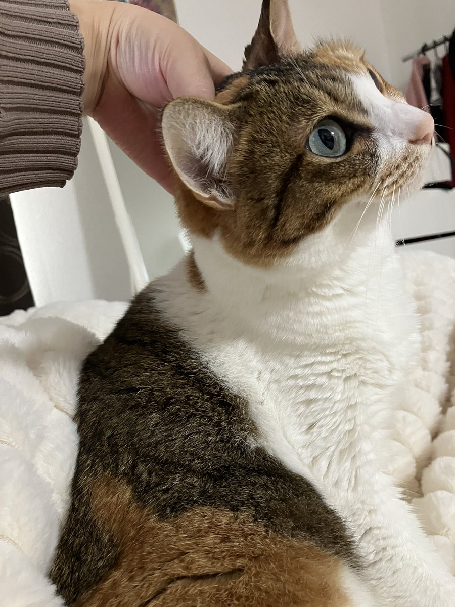 おはチーズナン