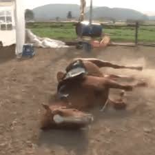 me cambié a @zorritadetouya tweet media