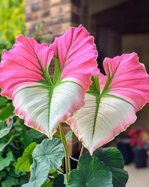 لا أعلم لماذا يحبس الناس الكلمات الجميلة في قلوبهم ، بينما لو نطقوها لأزهرت بساتين الورد في صدورهم وصدور أحبتهم.
 - إليزابيث جيلبرت🌺🍒