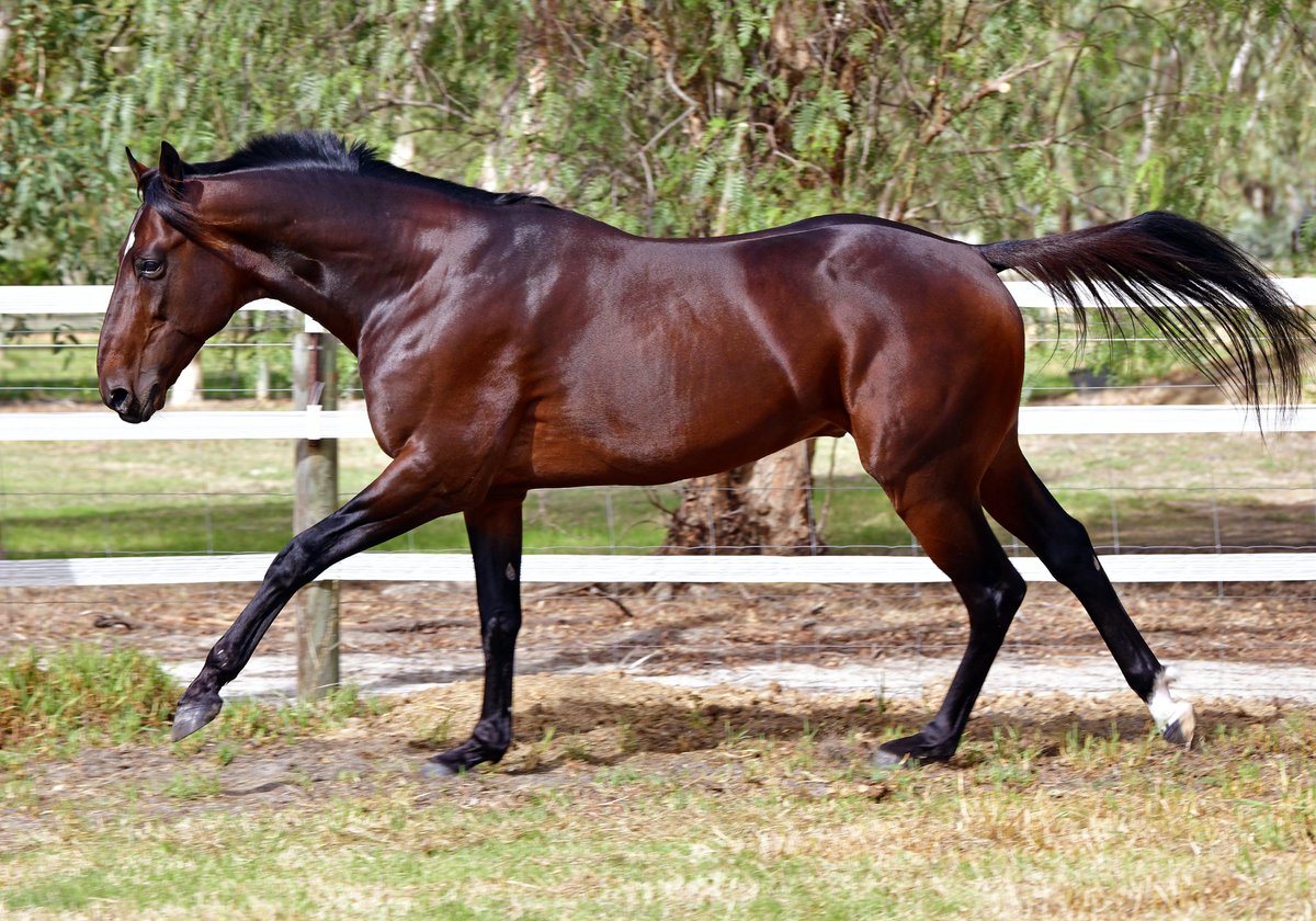 Soho Standardbreds tweet media