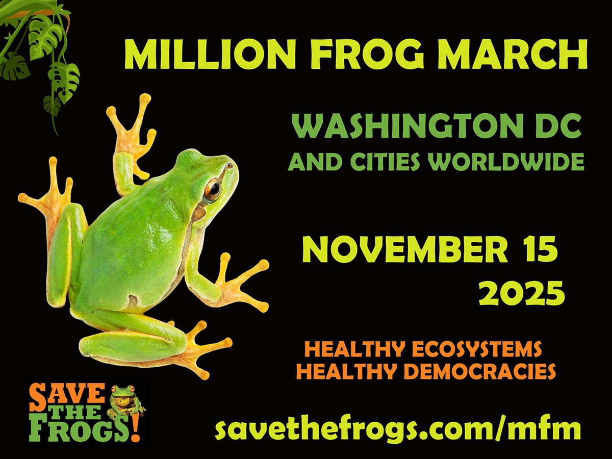 SAVE THE FROGS! tweet media