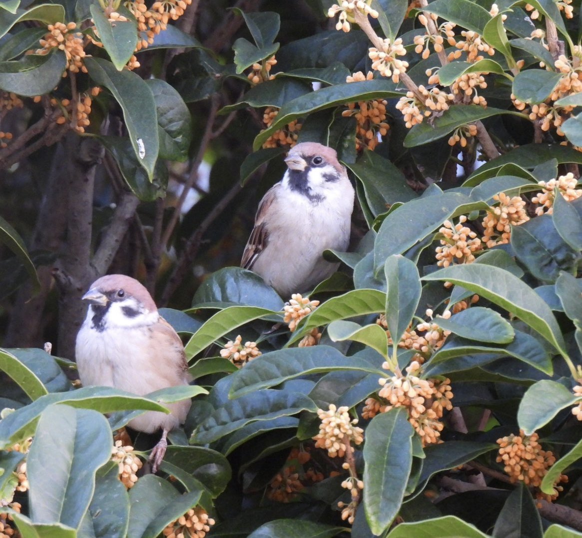 ちゅん太 (@venerechi13) / Posts / X