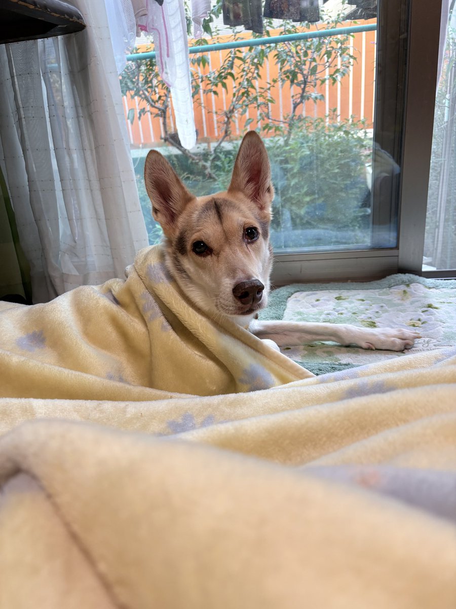 ☘️どりりん☘️ on X