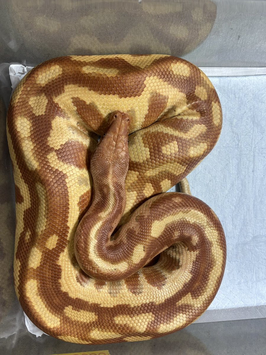 ✨九州爬虫類フェス✨
２日目もよろしくお願いします‼️
今年の九州方面の爬虫類イベントラストになりますので是非サウリアブースでお待ちしております‼️
【注目生体】
ジャイアントゲッコー（マウントコーギス）
マラヤンブラッドパイソン（T＋アルビノpossマトリックス）