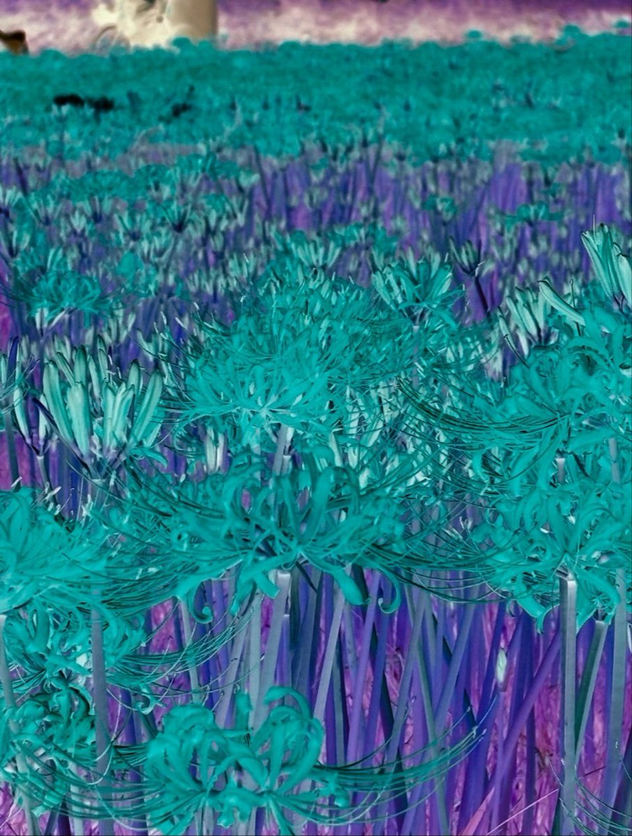 NFT翔磯５号５３０ 未使用品！NFT 翔 磯 5号530 DX 振出 激レア 銘竿 磯