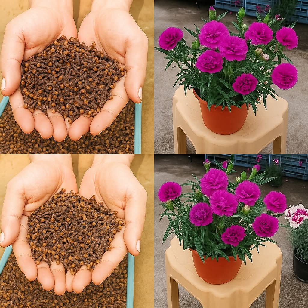 ☆الصورة على اليسار .. خطأ للأهل في الزراعة ..
☆وعلى اليمين صورة شجيرة القرنفل (المسمار) الحقيقية ..