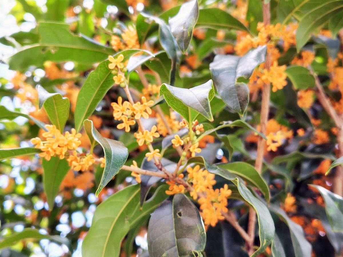 Floraison✥　2点おまとめ とっしー 仮ラベル解除されました on X