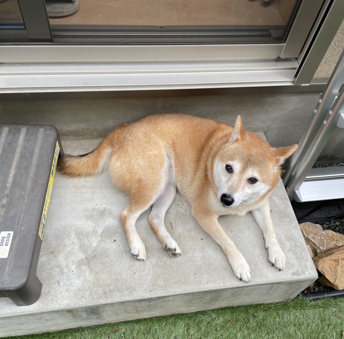 おとちゃん ホンダ（HONDA）1997年 Live Dio ZX・特別・限定仕様のカタログ情報