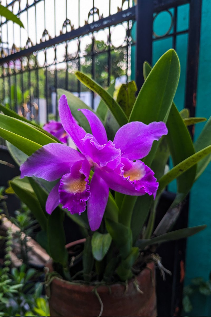 dwipayuda's tweet image. if your hands growth something, your life worth lived in. #pagi