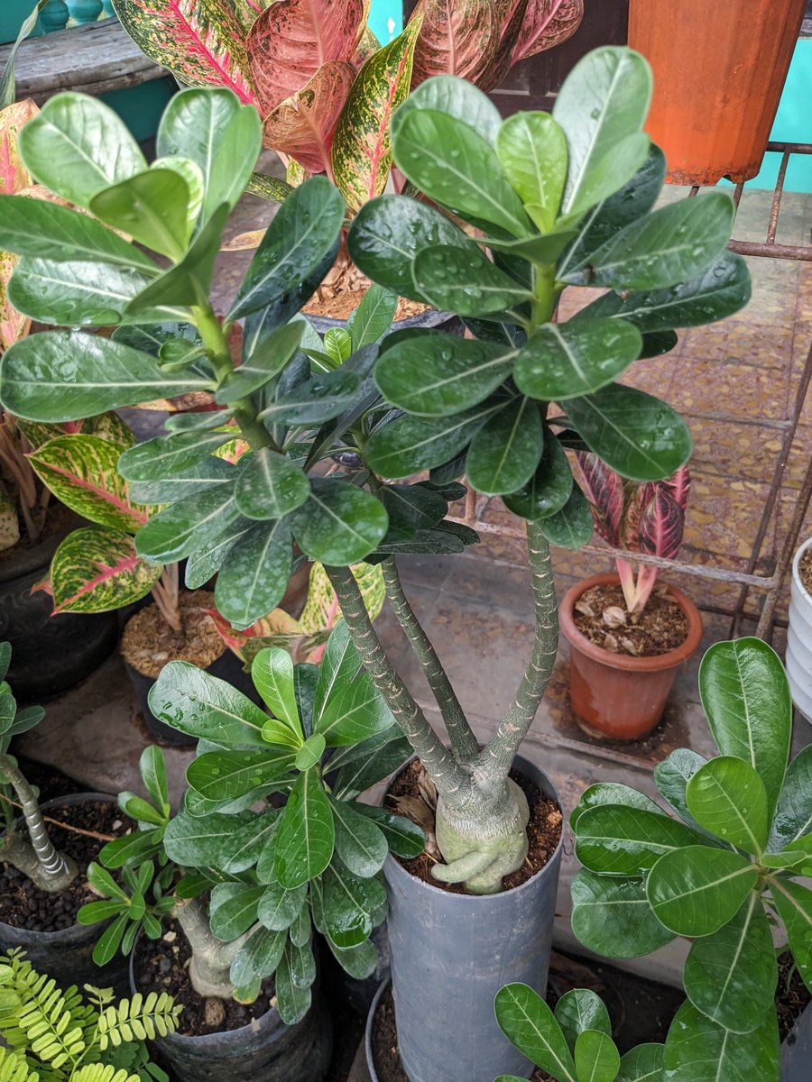 dwipayuda's tweet image. if your hands growth something, your life worth lived in. #pagi