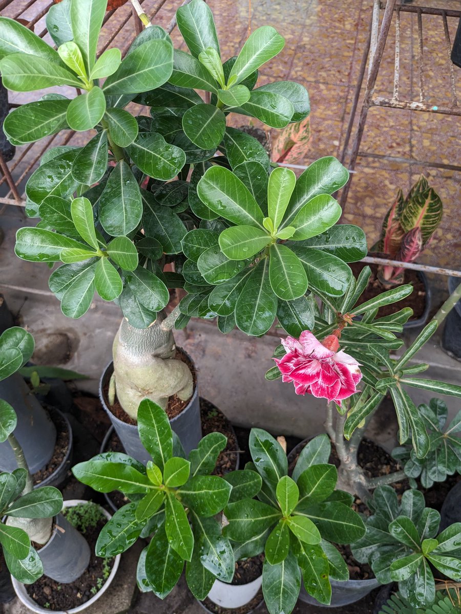 dwipayuda's tweet image. if your hands growth something, your life worth lived in. #pagi