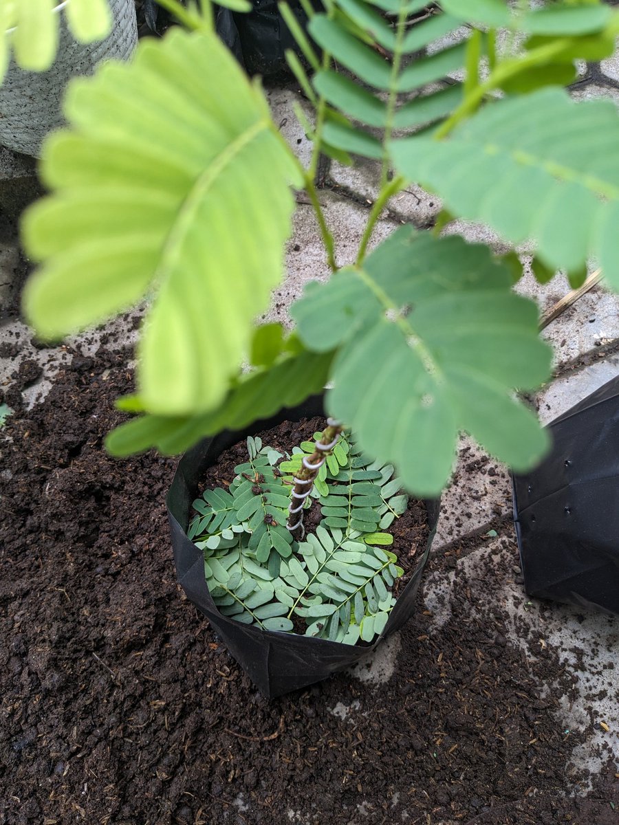 dwipayuda's tweet image. if your hands growth something, your life worth lived in. #pagi