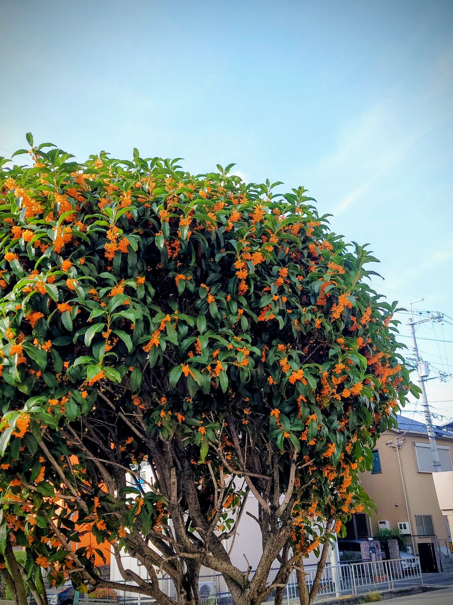 なにわのアン on X