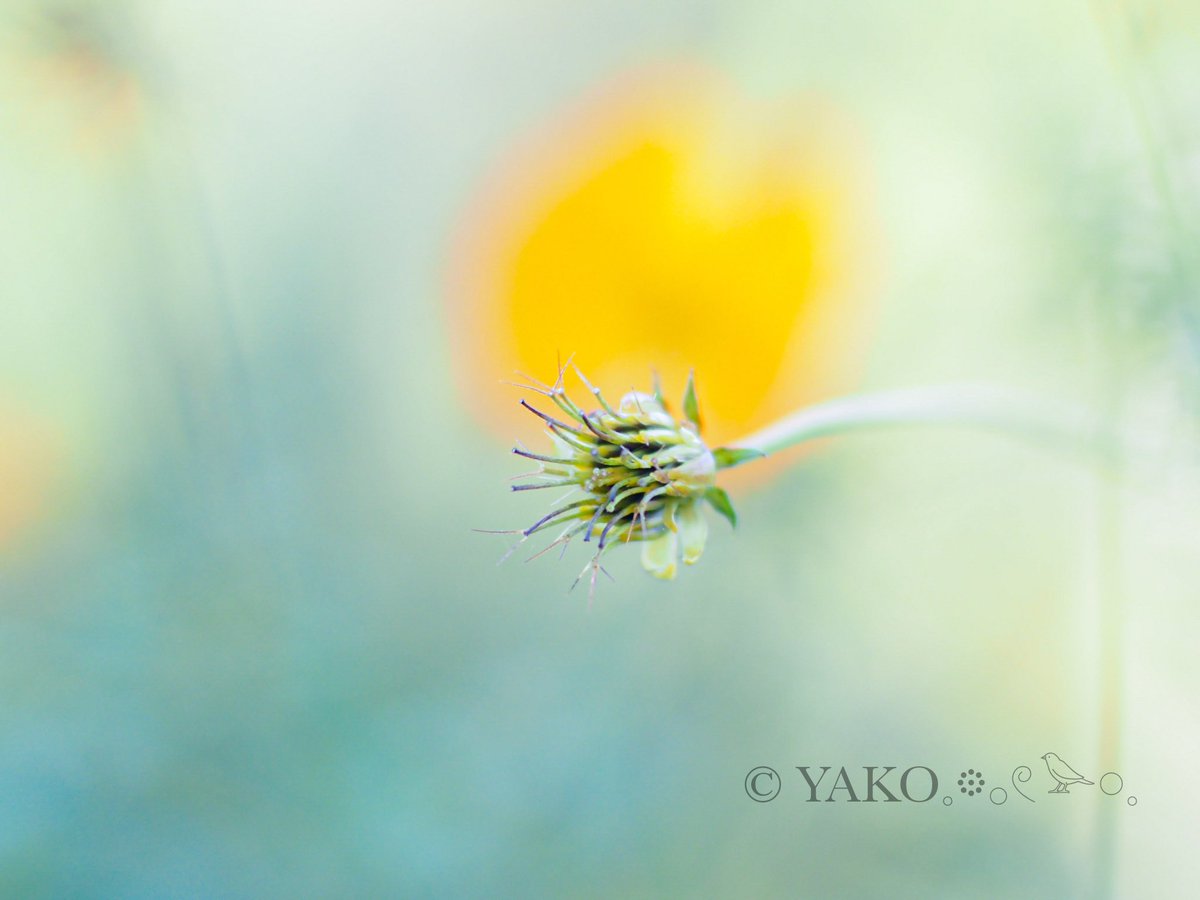 あきこ♡ やこ𓅪𓈒𓂃𓈒𓏸︎︎︎︎週末低浮上型… on X