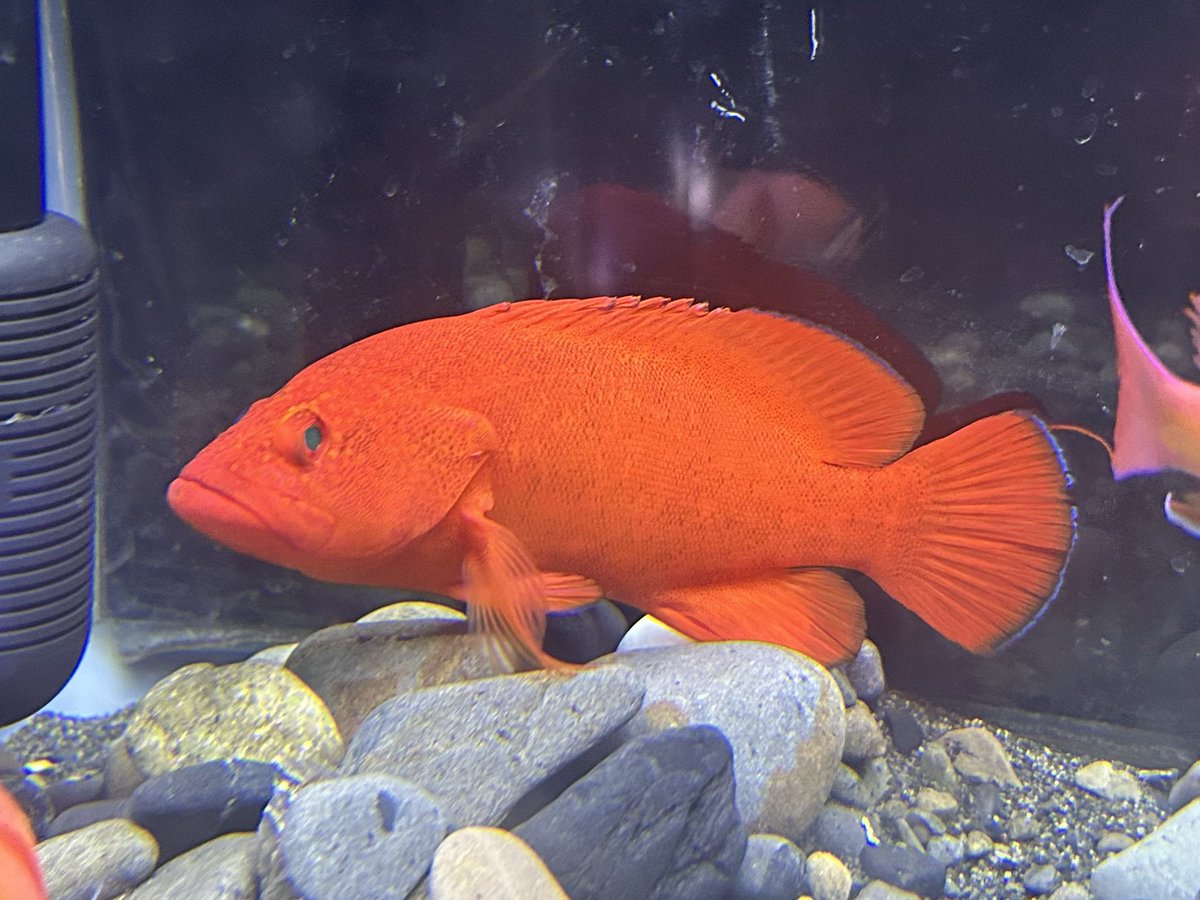 Koto𓆡ふぐぅ (@Koto_pufferfish) / Posts / X