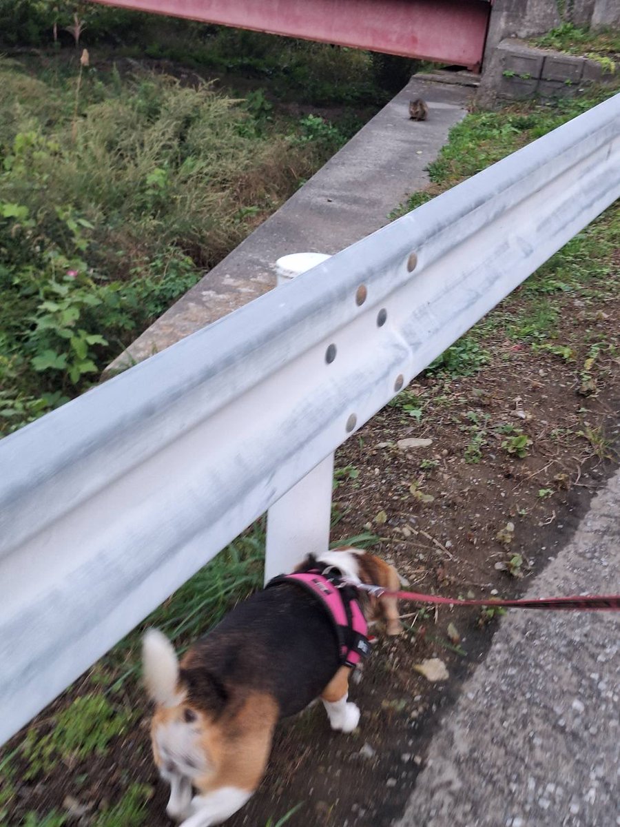 Pf75F's tweet photo. 猫に気づかない嗅覚ハウンド🐶と何か言いたげな猫🐱 https://t.co/aGX5tY7jyr