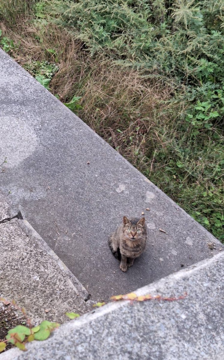 猫に気づかない嗅覚ハウンド🐶と何か言いたげな猫🐱