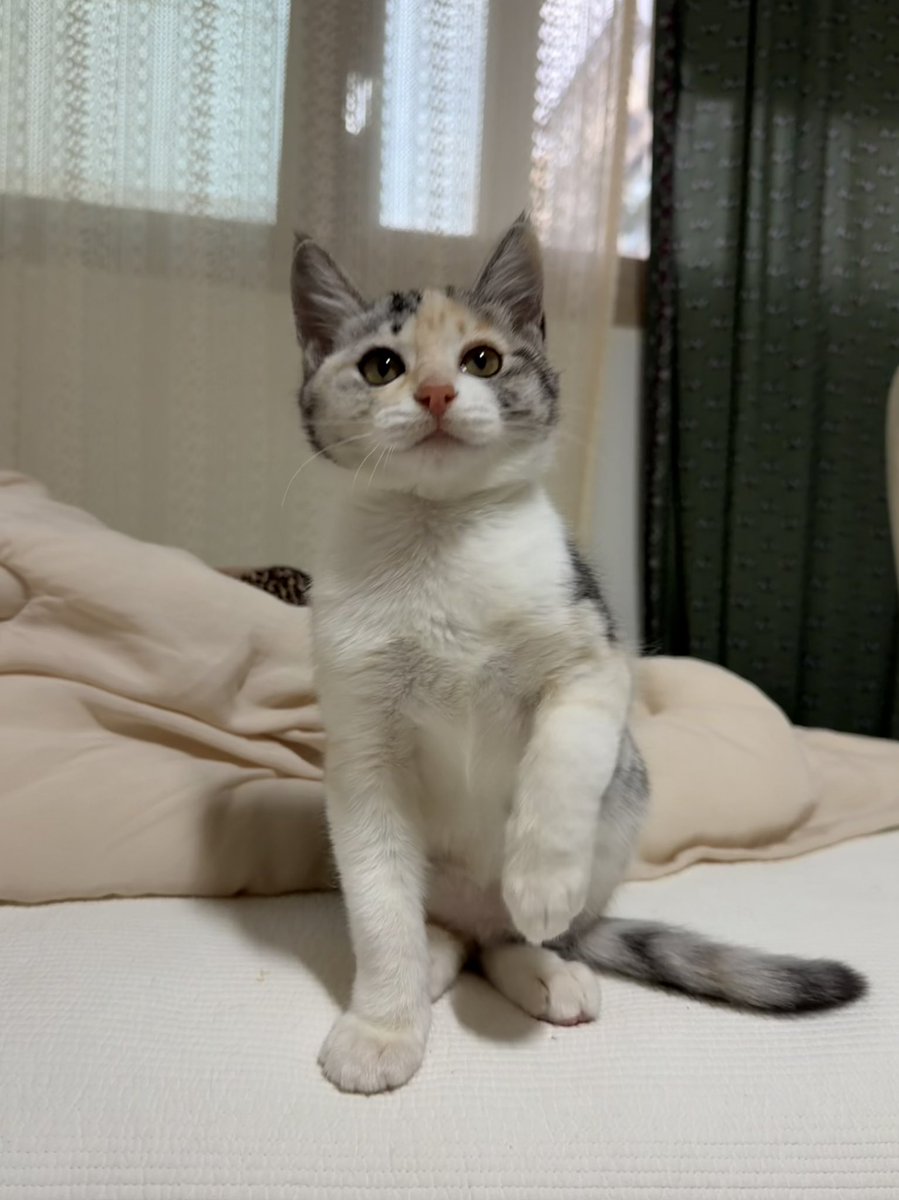 길냥이 바이럴

길바닥                                 집구석